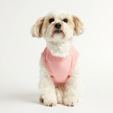 Hundetilbehør særligt velegnet til bichon havanais