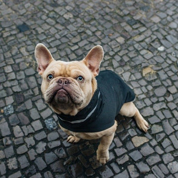 Hundetilbehør særligt velegnet til franske bulldogs