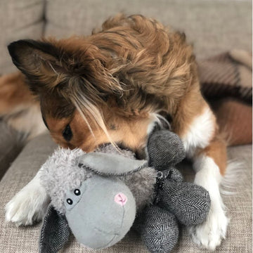 FAQ - svar på 10 ofte stillede spørgsmål om hunde