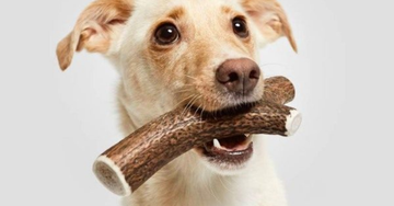 Sunde og sikre tyggeben til din hund