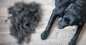 Min hund fælder - Hvad gør jeg?