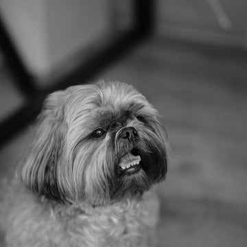 Hundetilbehør særligt velegnet Shih tzu 