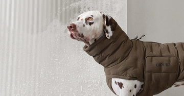 Vinter 'musthaves' til din hund