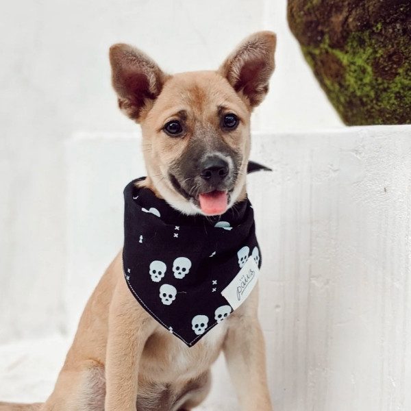 One Eyed Honey // Cool dog bandana with skulls