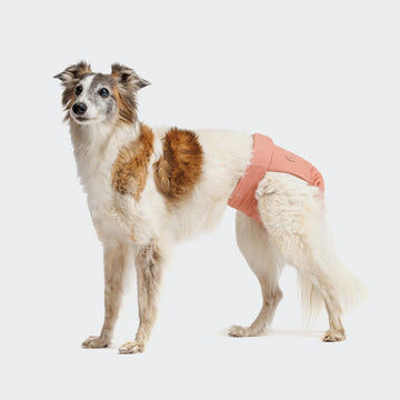 Cloud7 Dog Panties // Tight-fitting period pants (rose)