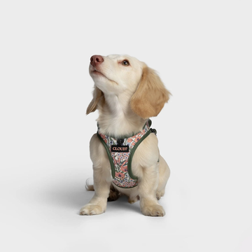 Cloud7 LTTL Harness // Step-in hundesele til hvalpe & små hunde (blossoms)