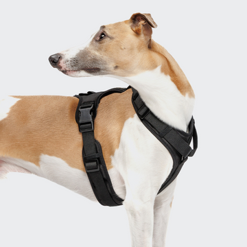 Cloud7 ACTIVE Y3 // Comfortable and functional Y-harness (black)