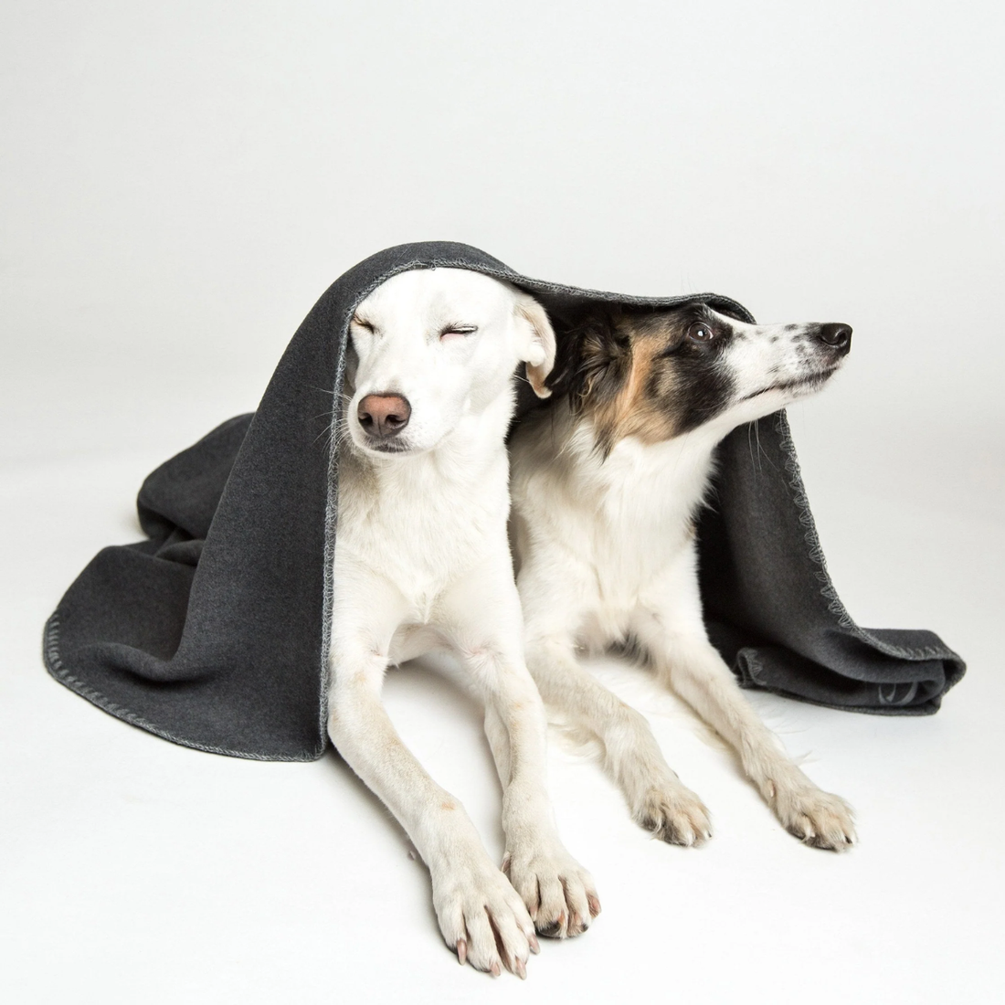 Cloud7 Blanket // Soft fleece dog blanket (dark gray)