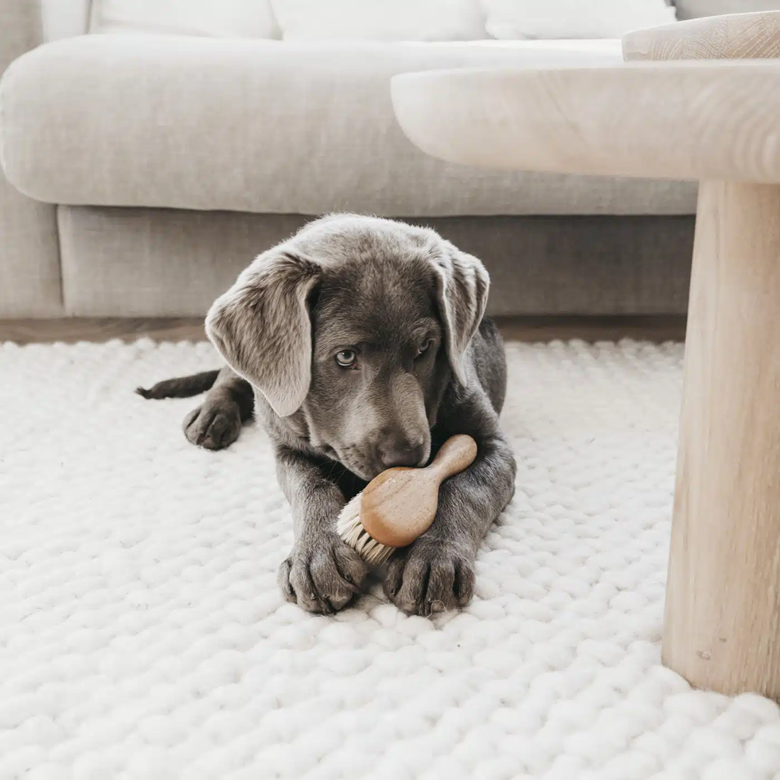 Lila Loves It Puppy Brush // Gentle and soft puppy brush