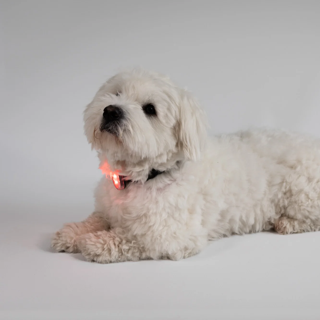 Reelight Switch Light // Genopladelig clip-on hundelygte (rød)