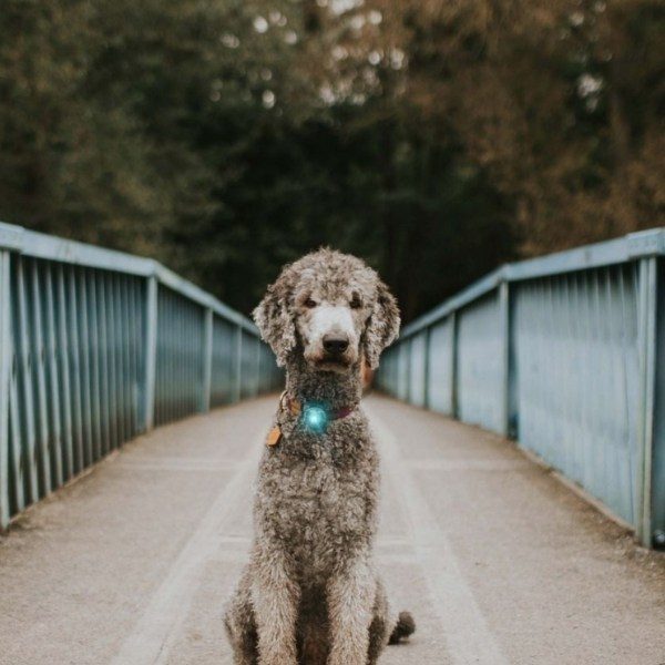 Orbiloc Dog Dual // Waterproof dog flashlight (turquoise)