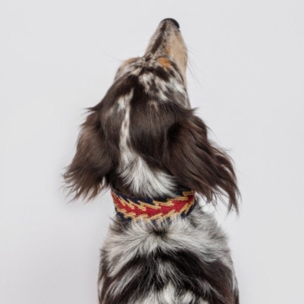 Buddys Dogwear Peruvian Arrow // Bredt og let halsbånd (blå)