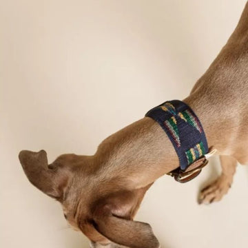 Buddys Dogwear Etna Blue // Wide and light collar (blue)