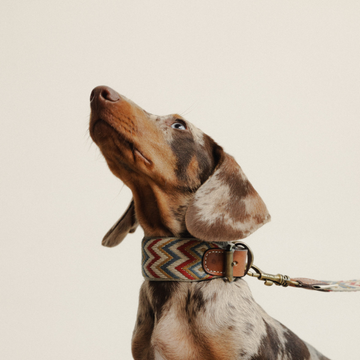 Buddys Dogwear Naya Zigzag // Wide and lightweight collar