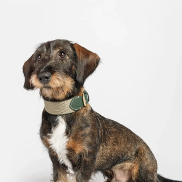 Buddys Dogwear James Green // Bredt og let halsbånd (grøn)