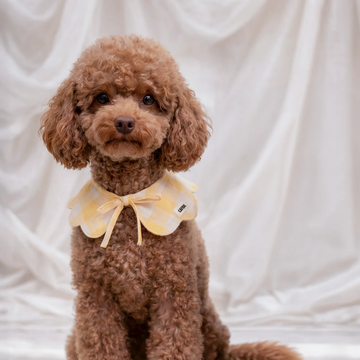 Cafide Neck Bow // Hals-sløjfe til hunde (yellow vichy) medium