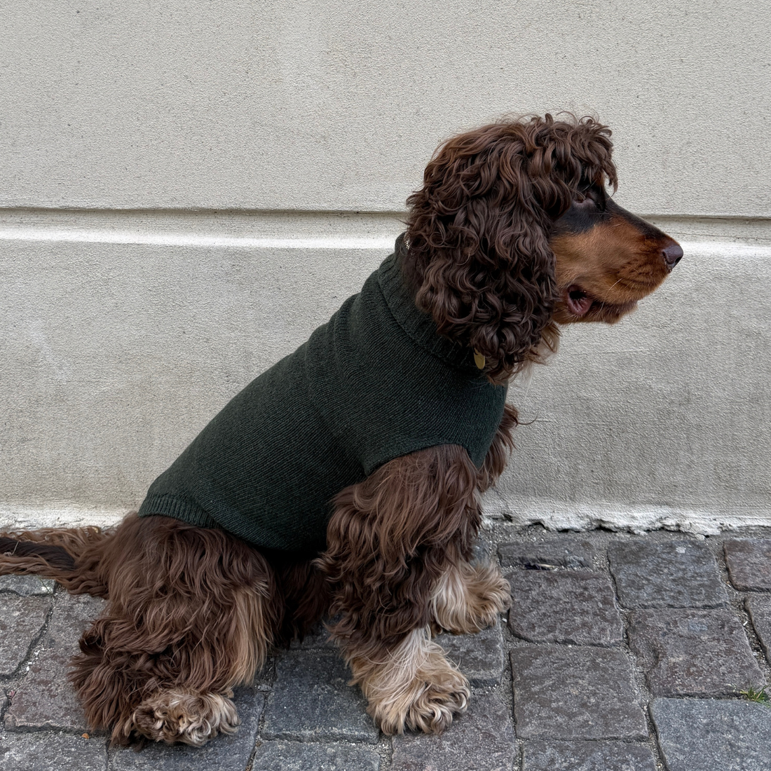 Calimar Sweater 2.0 // Knitted dog sweater in wool (green)