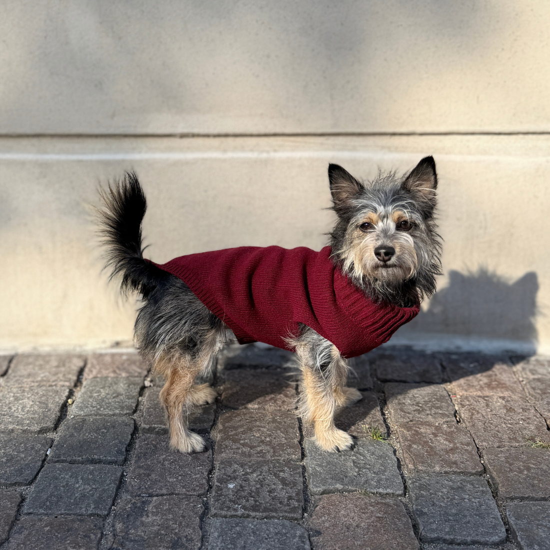 Calimar Sweater 2.0 // Knitted dog sweater in wool (bordeaux)