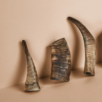 Canophera Sheep Horns // 100% natural and durable chew snack (several sizes)