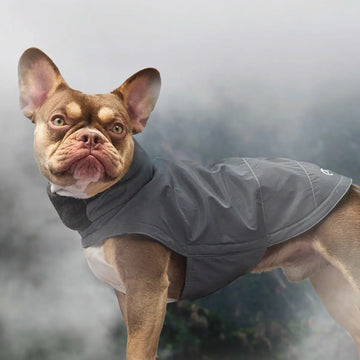 Cloud7 Brooklyn, Fransk Bulldog // Varmt og vandafvisende hundedækken (reflective)