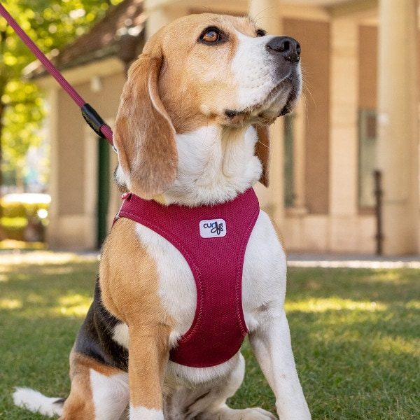 Curli Air Mesh // Step-in harness in air mesh (ruby)