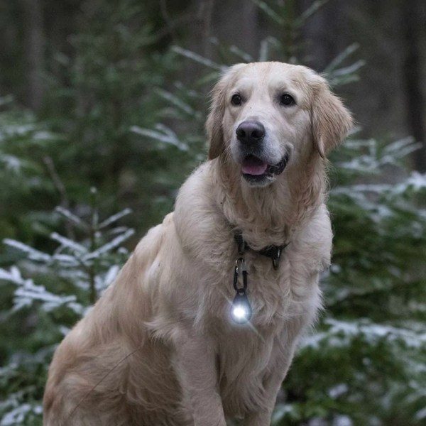 Orbiloc Dog Dual // Waterproof dog flashlight (dark)