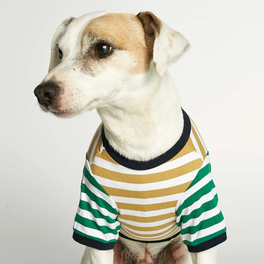 David T-shirt // Hundetrøje med ærmer i økologisk bomuld (dijon/grøn)