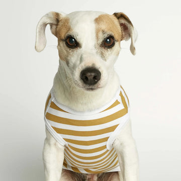 Daniel Bodysuit // Organic Cotton Dog Sweater (Dijon) Small