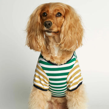 David T-shirt // Hundetrøje med ærmer i økologisk bomuld (grøn/dijon)