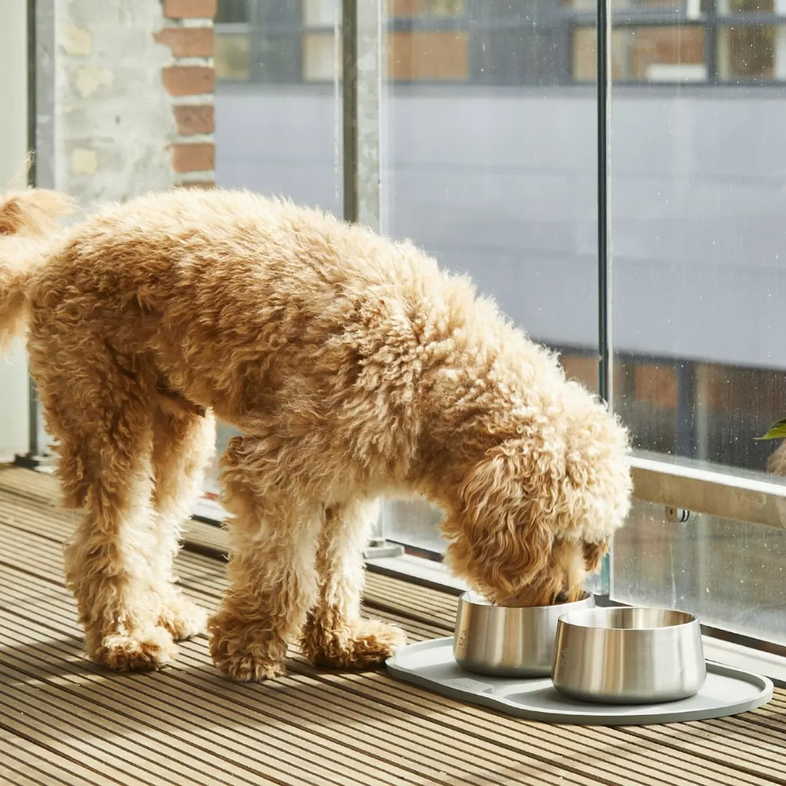 Dog Copenhagen Vega // Non-slip dog bowl in stainless steel