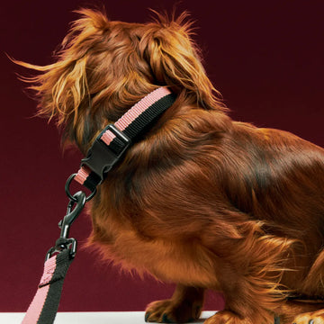HAY Dogs Flat // Justerbart halsbånd i blødt nylon (pink/sort)