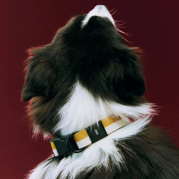 HAY Dogs Flat // Justerbart halsbånd i blødt nylon (gul/creme)