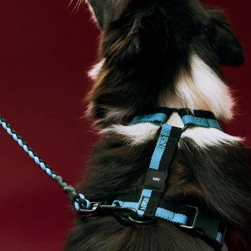 HAY Dogs Flat // Justerbar y-sele i genanvendt nylon (blå/sort)