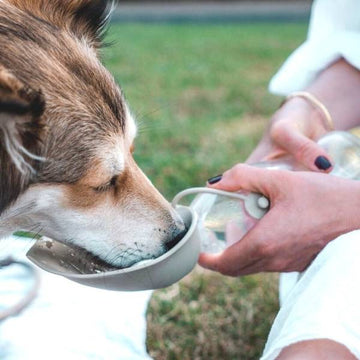 Hunter Travel // Practical drinking bottle for dogs