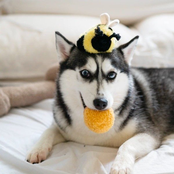 Lambwolf Bee Pop // Aktivitetslegetøj med 'piv'