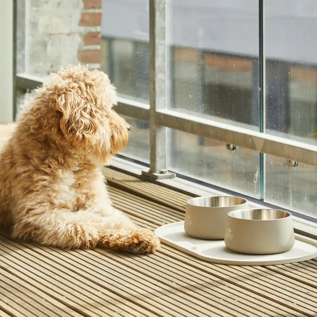 Dog Copenhagen Vega // Non-slip dog bowl in stainless steel (caffe latte)