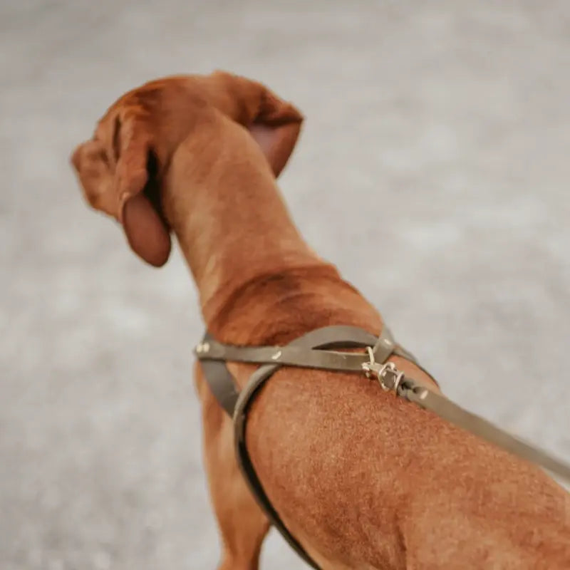 Butter Olive // ​​Classic harness in soft leather (olive green)