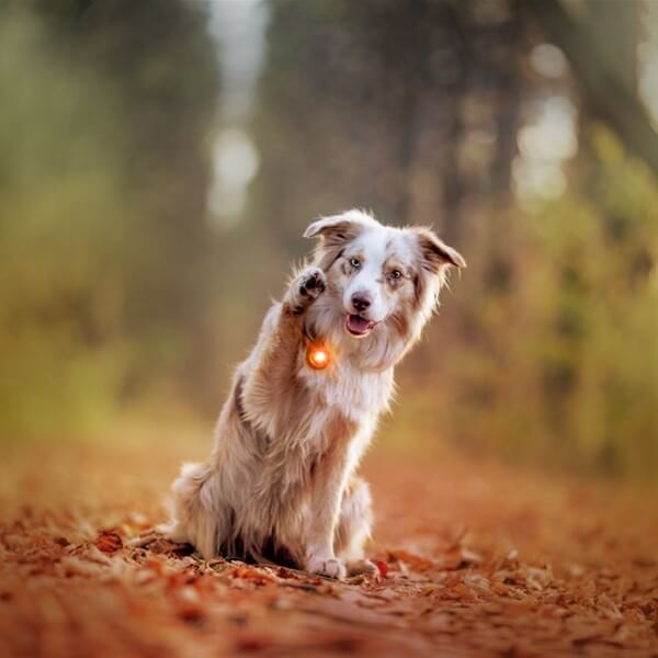 Orbiloc Dog Dual // Waterproof dog flashlight (amber)