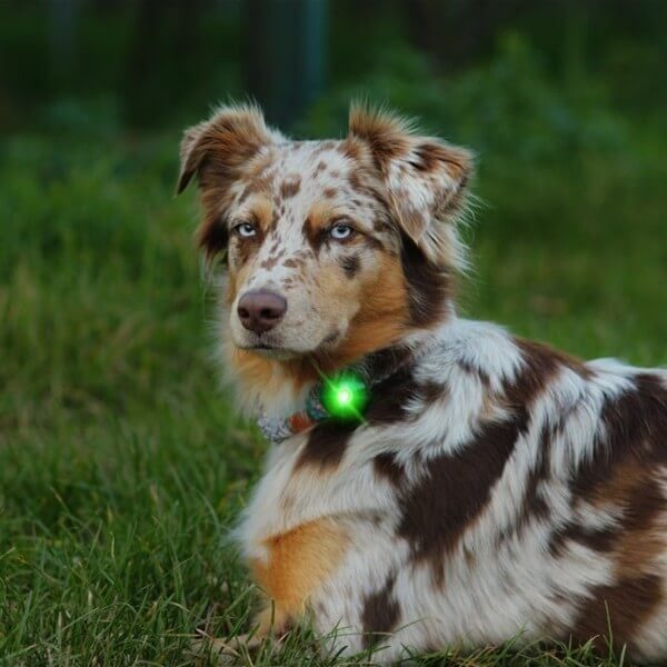 Orbiloc Dog Dual // Waterproof dog flashlight (green)
