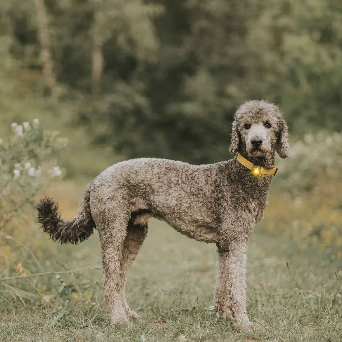 Orbiloc Dog Dual // Waterproof dog flashlight (yellow)
