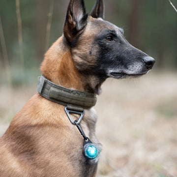 Orbiloc Tilbehør // Karabin til hundelygte, god til langpelsede hunde