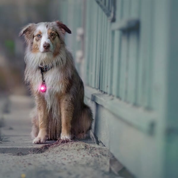 Orbiloc Dog Dual // Waterproof dog flashlight (pink)