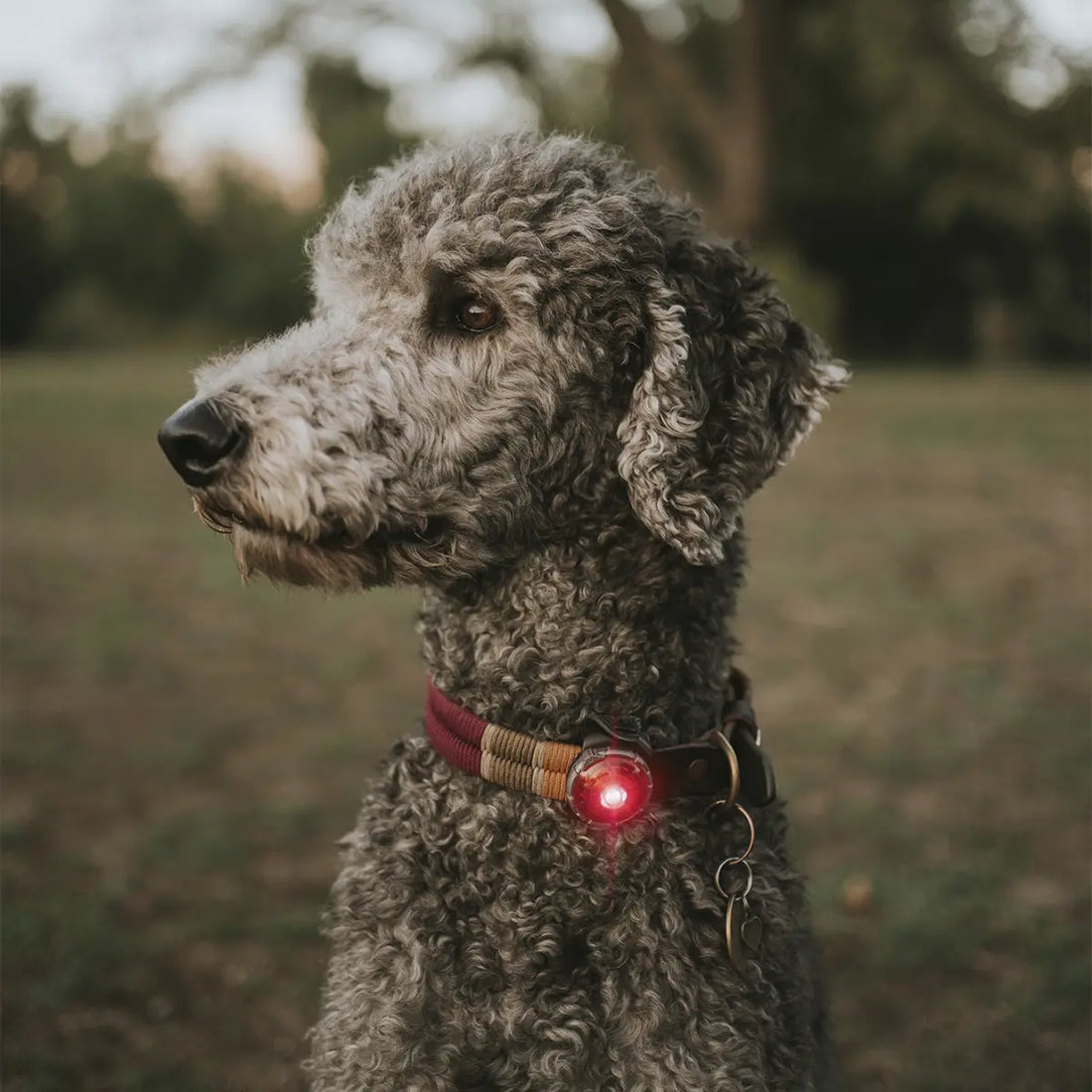 Orbiloc Dog Dual // Waterproof dog flashlight (red)