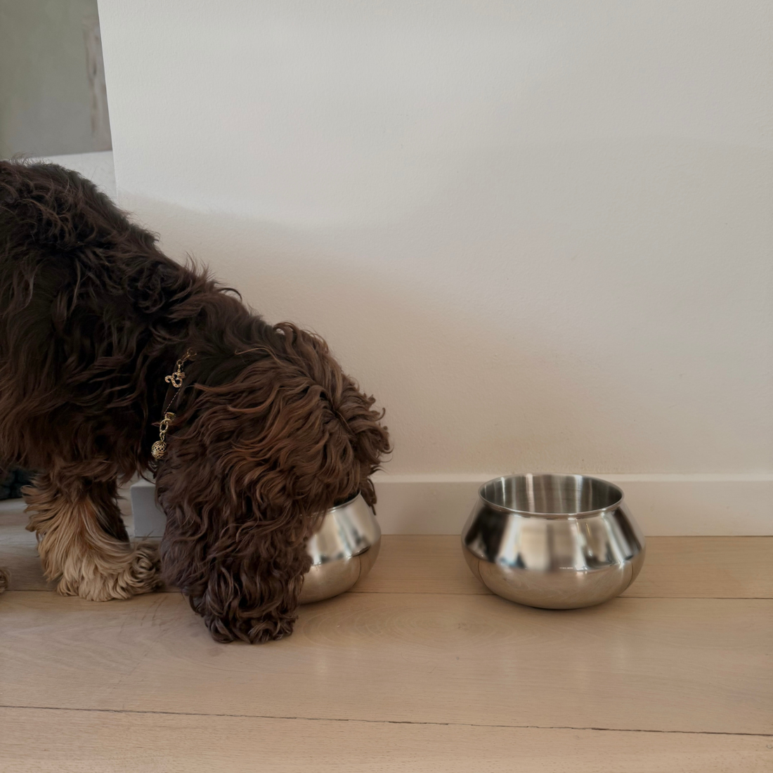 Palou James // Spill-free dog bowl for long ears (stainless steel)