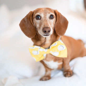 Friendship // Dog bow tie with smileys