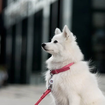 Waudog // Round leather collar (pink)