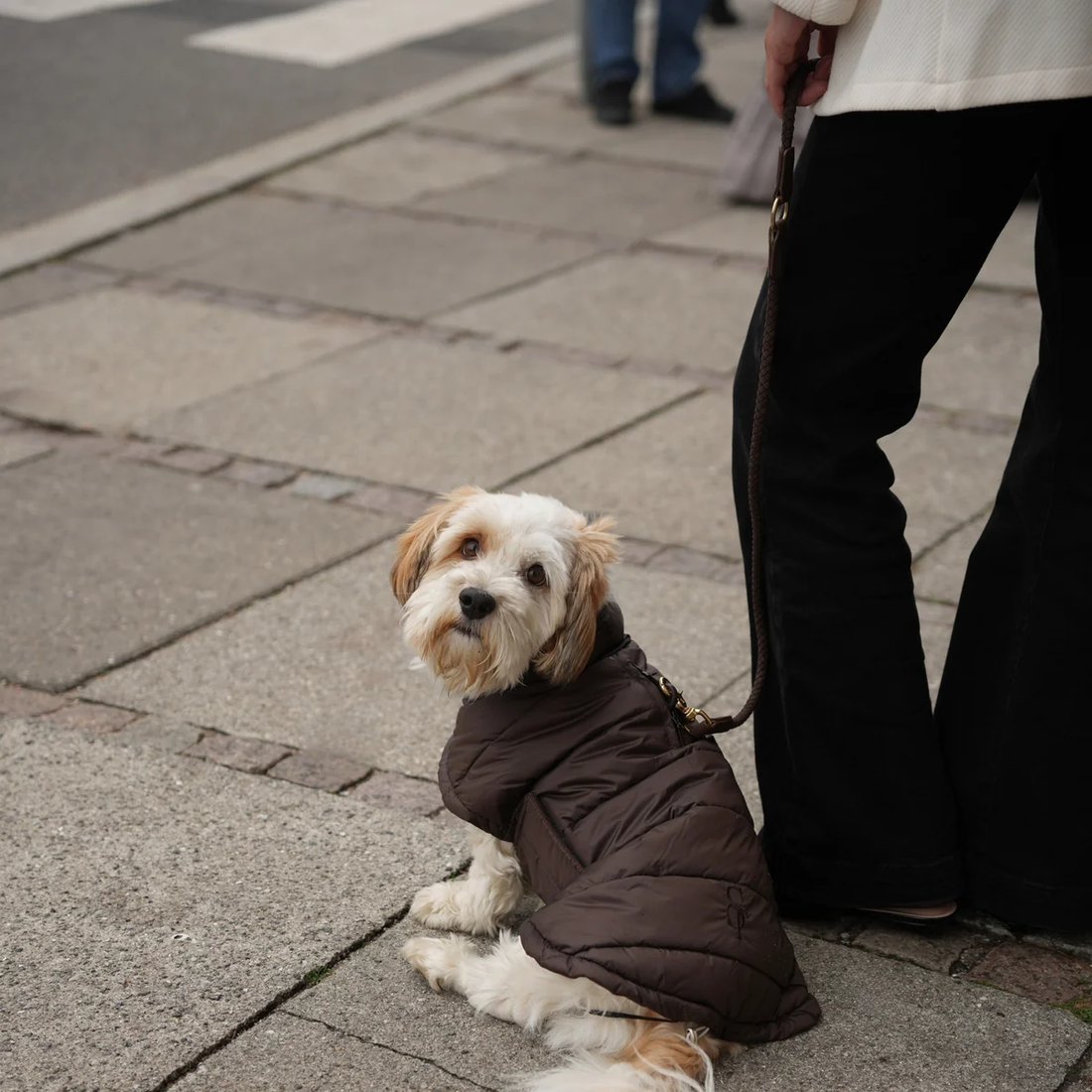 Staey Nora // Let vinterjakke til hunde (espresso)