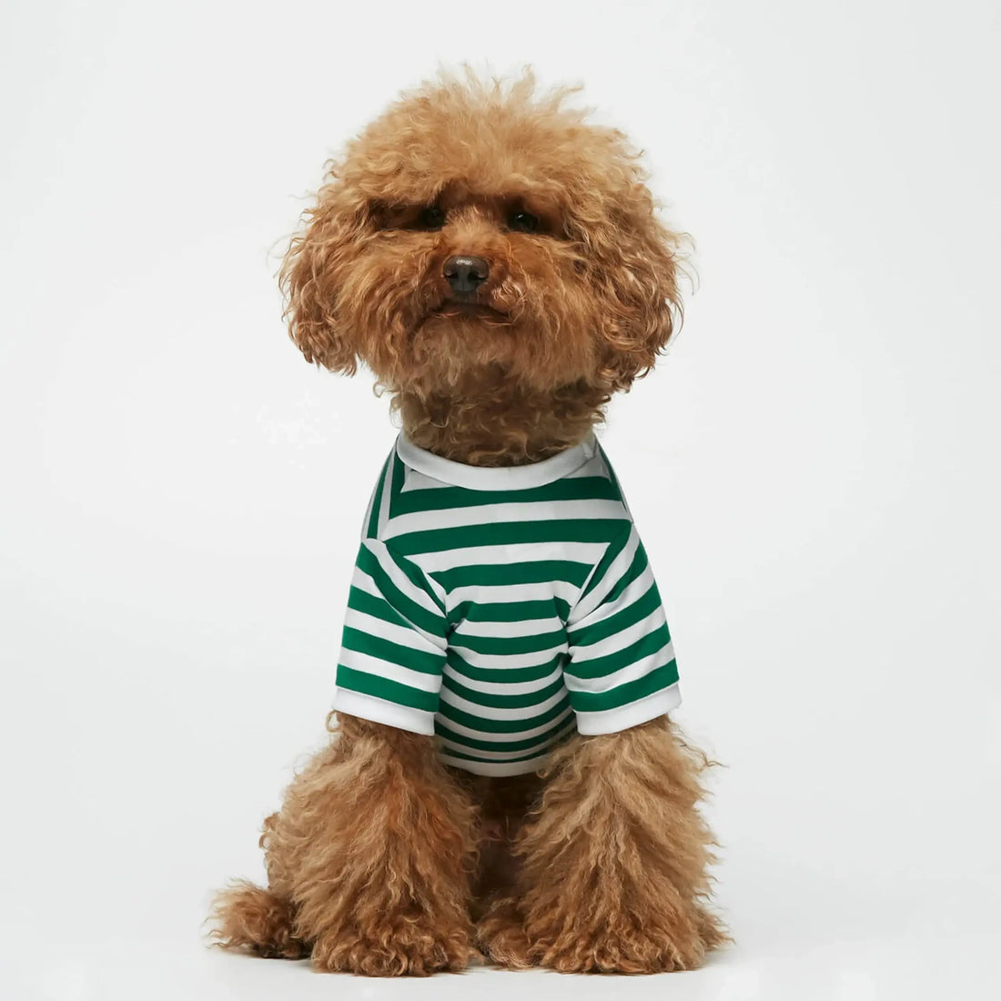 David T-shirt // Hundetrøje med ærmer i økologisk bomuld (grøn) Small