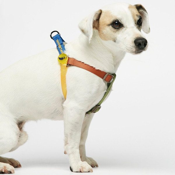 Sonia Mimosa // Adjustable and easy step-in harness