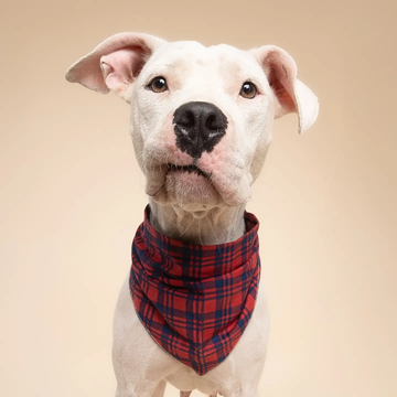 Cabin Plaid // Julebandana med tern (rød/blå)